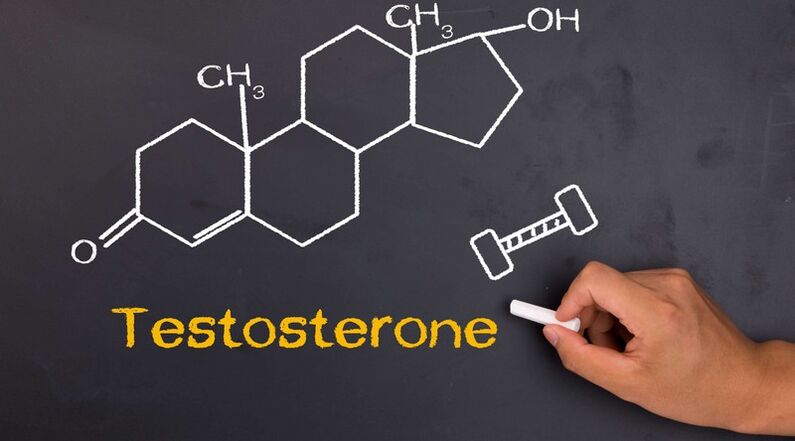 Testosterone levels affect the size of the male genital organ